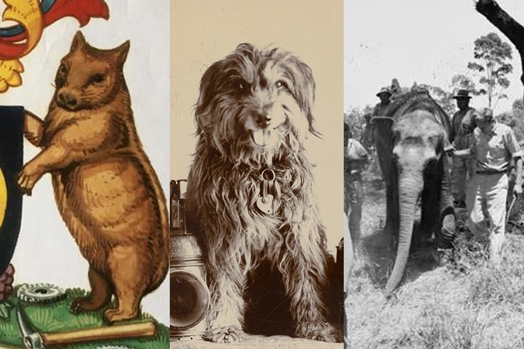 A collage of a wombat, Bob the Railway Dog and Samorn the Elephant.